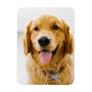 Golden Retriever Smiling Magnet