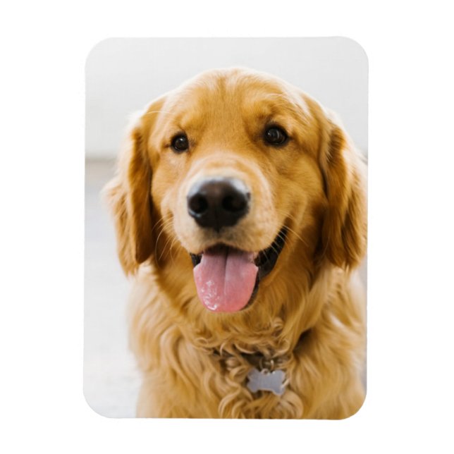 Golden Retriever Smiling Magnet (Vertical)
