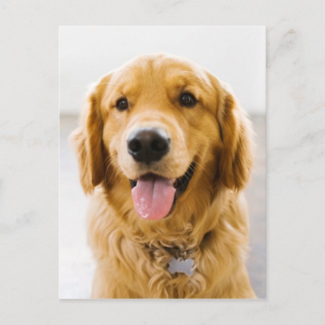 Golden Retriever Smiling Postcard (Front)