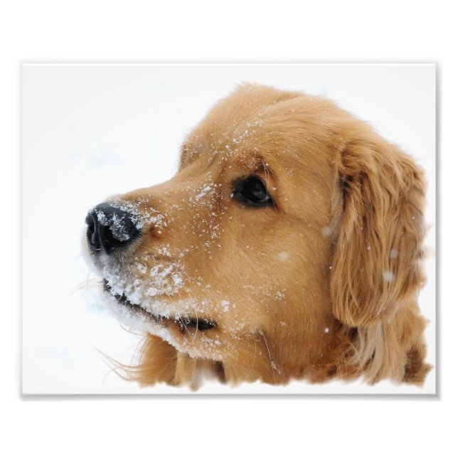 Golden Retriever Snow Dog Photo Print (Front)
