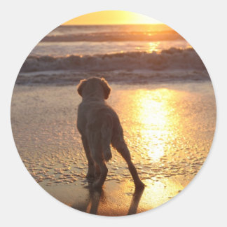 Golden Retriever Stickers