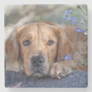 Golden retriever stone coaster