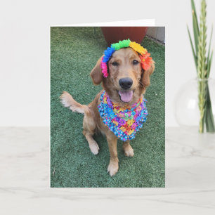 Golden Retriever summer greeting card 