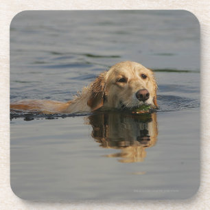 Golden Retriever Swimming Coaster