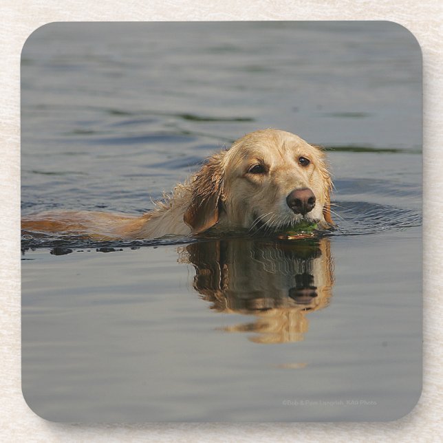 Golden Retriever Swimming Coaster (Front)