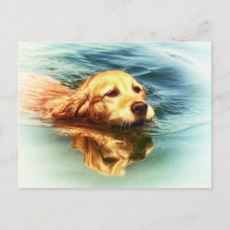 Golden Retriever Swimming - Dog Art Postcard