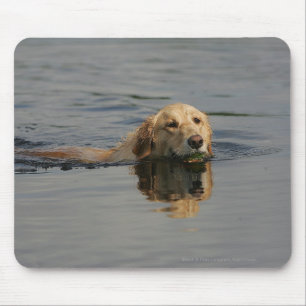 Golden Retriever Swimming Mouse Pad
