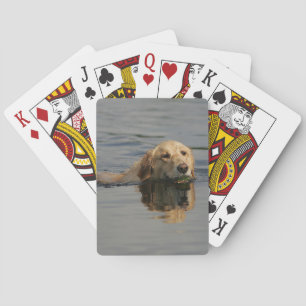 Golden Retriever Swimming Playing Cards