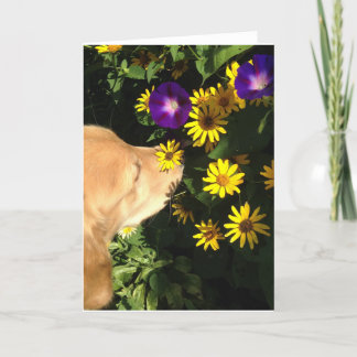Golden Retriever takes time to smell the flowers. Thank You Card