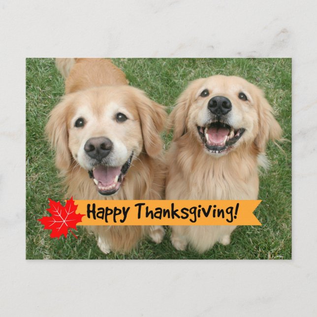 Golden Retriever Thanksgiving Day Wishes Holiday Postcard (Front)
