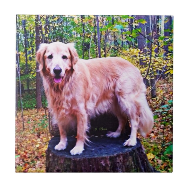 Golden Retriever Tile (Front)