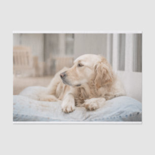 Golden Retriever Tissue Paper