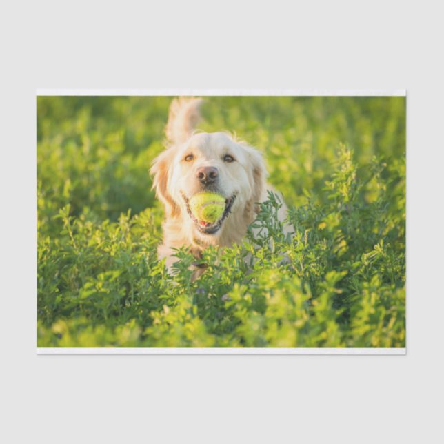 Golden Retriever Tissue Paper (Front)