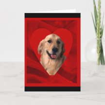 Golden Retriever Valentine