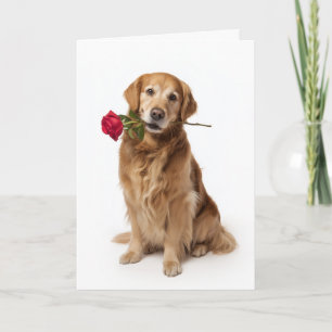 Golden Retriever Valentine’s Day Card