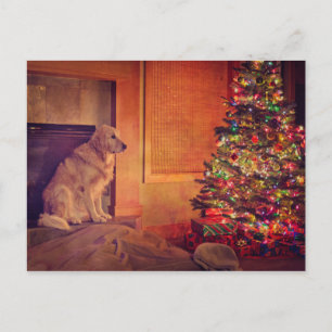 Golden retriever waits by fireplace postcard