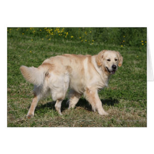 Golden Retriever Walking