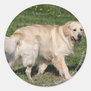 Golden Retriever Walking Classic Round Sticker