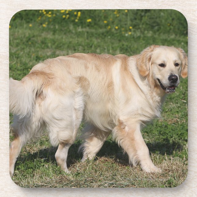 Golden Retriever Walking Coaster (Front)