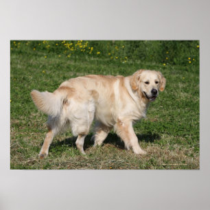Golden Retriever Walking Poster