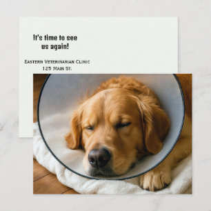 Golden Retriever Wearing a Cone of Shame Postcard