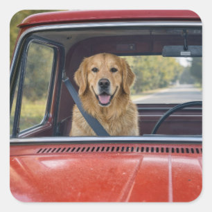 Golden Retriever Wearing a Seatbelt Square Sticker