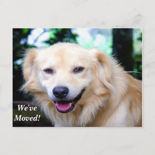 Golden Retriever We've Moved New Address Announcement Postcard (Front)