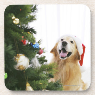 Golden retriever which watches Christmas tree Coaster