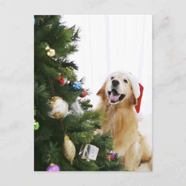 Golden retriever which watches Christmas tree Holiday Postcard (Front)