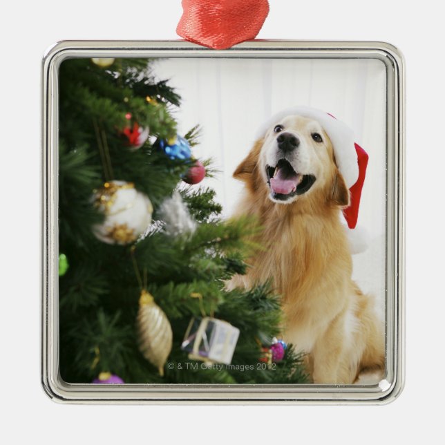 Golden retriever which watches Christmas tree Metal Tree Decoration (Front)