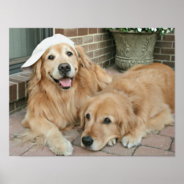 Golden Retriever With Baseball Cap Poster (Front)