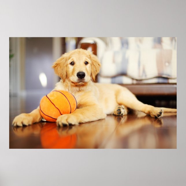 Golden Retriever With Basketball Toy Poster (Front)