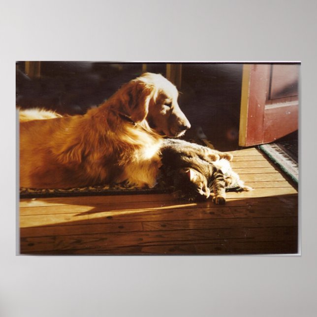 Golden Retriever With Cat Poster (Front)