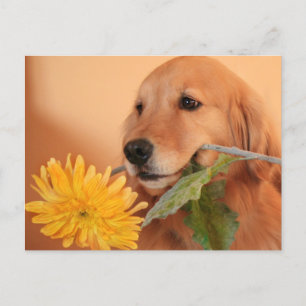 Golden Retriever With Flower Postcard