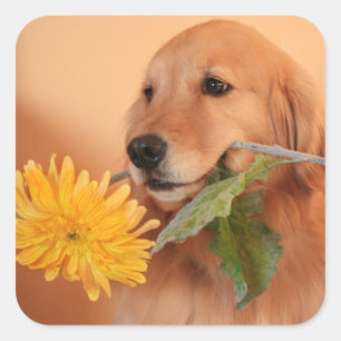 Golden Retriever With Flower Stickers