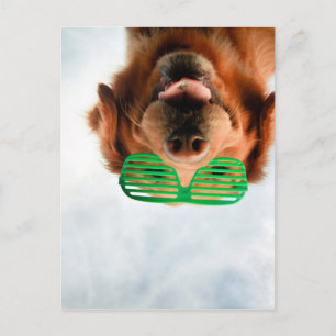 Golden Retriever With Green Sunglasses Postcard