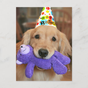 Golden Retriever With Happy Birthday Hat and Toy Postcard