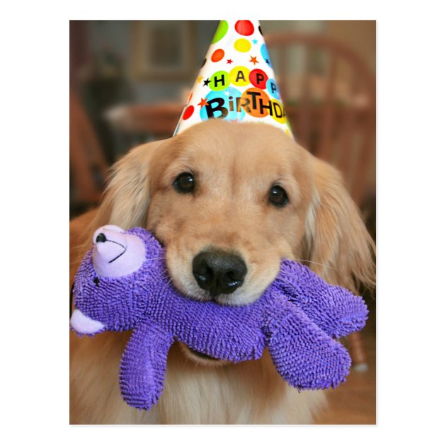 puppy golden retriever with party hats on