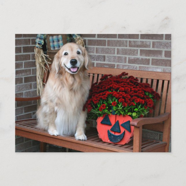 Golden Retriever With Pumpkin Planter Postcard (Front)
