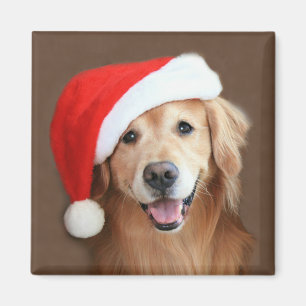 Golden Retriever With Santa Hat Magnet