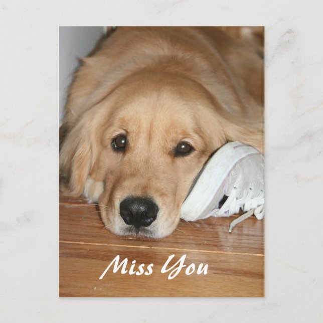 Golden Retriever With Shoe Miss You Postcard (Front)