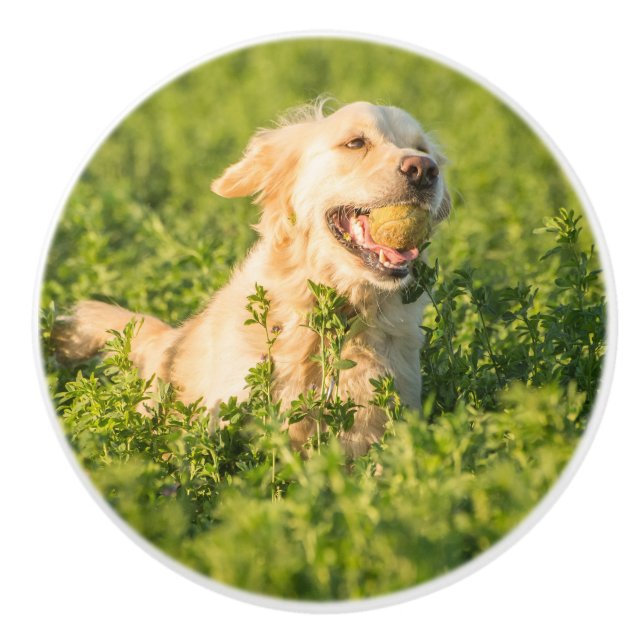 Golden Retriever with Tennis Ball Ceramic Knob (Front)