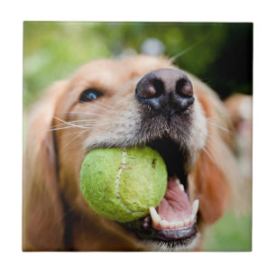 Golden Retriever With Tennis Ball Ceramic Tile