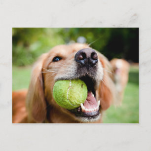 Golden Retriever With Tennis Ball Postcard