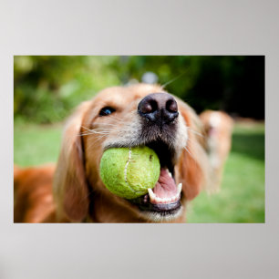 Golden Retriever With Tennis Ball Poster