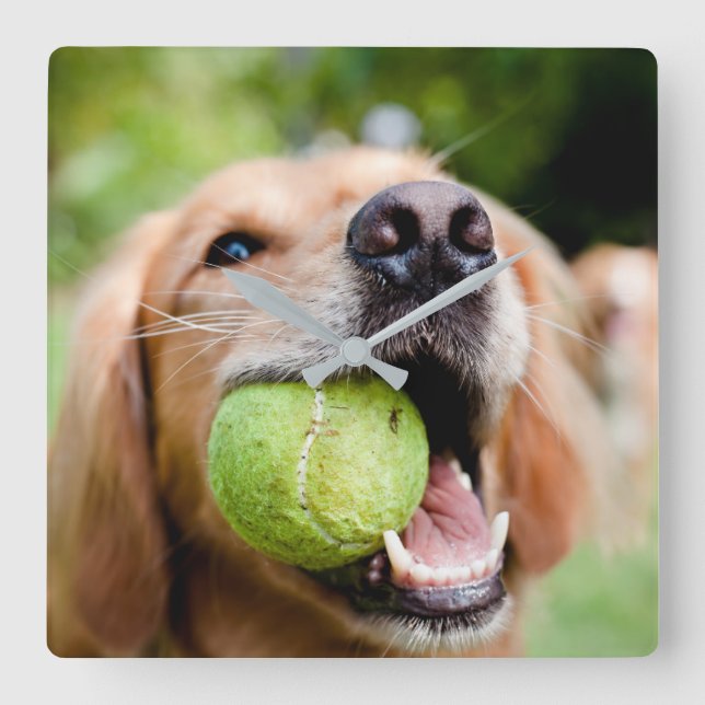 Golden Retriever With Tennis Ball Square Wall Clock (Front)