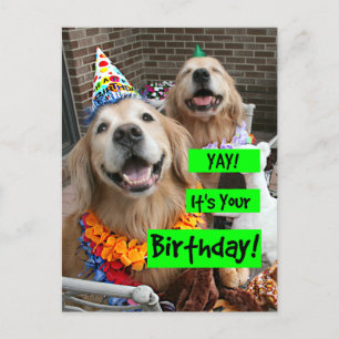 Golden Retriever Yay Its Your Birthday Postcard
