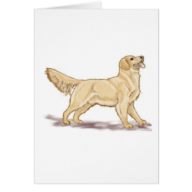 Golden Retrievers (Front)