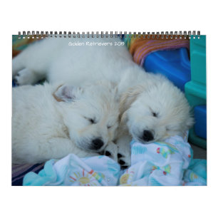 Golden Retrievers 2019 Calendar