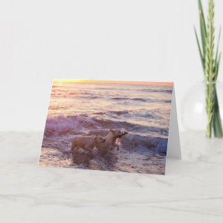 Golden Retrievers Blank Photo Greeting Card